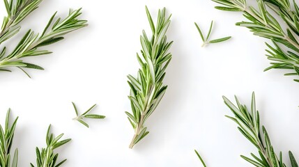 Obraz premium Fresh Rosemary Sprigs Flatlay White Background Culinary Herbs