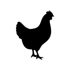 black hen vectore