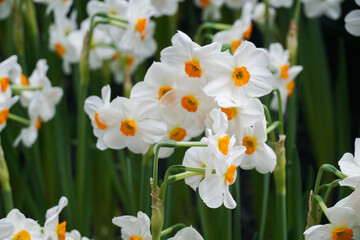 Narcissus papyraceus, Paperwhite Flowers in spring garden. Lovely spring Daffodils in bloom. Daffodil Flowers. Close up of White-orange beauty flowers. Close-up of orange flowering plants on field.