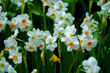 Narcissus papyraceus, Paperwhite Flowers in spring garden. Lovely spring Daffodils in bloom. Daffodil Flowers. Close up of White-orange beauty flowers. Close-up of orange flowering plants on field.