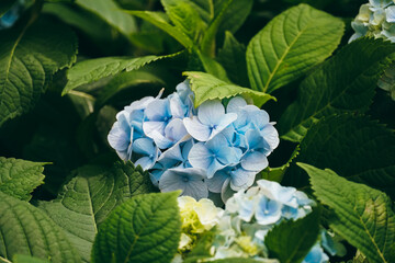 Flowers are abundant in hydrangea flower beds in gardens. Fresh blue Hydrangea flowers with green...