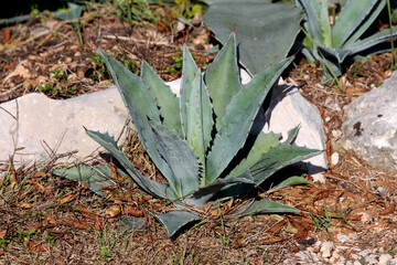Agave americana, or century plant, forms a blue-green rosette with spiny, pointed leaves, growing...