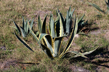 Agave americana, also called century plant, forms a large blue-green rosette with spiny, pointed...