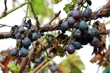 Grape Vitis vinifera, also called common grapevine and wine grape, shows blue-black clusters with...