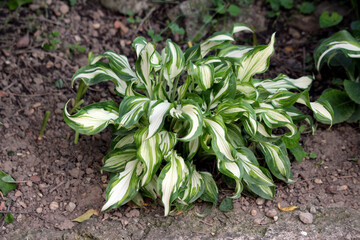 Hosta undulata, also called plantain lily and funkia, forms a dense mound of wavy green and white...
