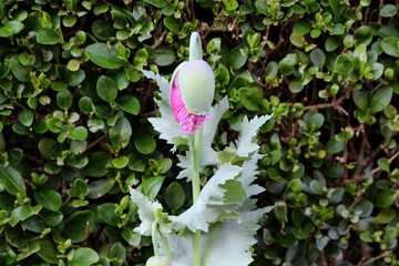 Opium poppy Papaver somniferum, also called breadseed poppy and garden poppy, shows a large green...