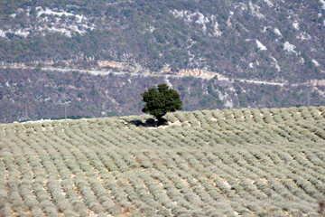 A solitary broadleaf tree stands on a gently rolling hill in the middle of a cultivated field,...