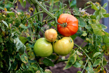 Cluster of Solanum lycopersicum tomatoes in various stages of ripening—green, yellow, and red—hangs on a leafy garden vine, surrounded by green and yellowing foliage in natural light