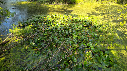 Cluster of water lilies Nymphaea with broad green leaves floats among duckweed and aquatic plants in a sunlit pond, surrounded by branches and lush wetland vegetation