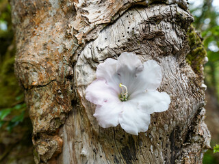 A delicate white blossom emerges from weathered tree bark, symbolizing resilience and beauty in...