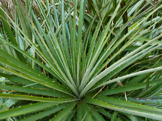 Fototapeta premium Long, pointed green leaves with small thorns radiate symmetrically from the center of a spiky desert plant