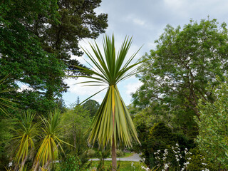 A tall plant with sword-like leaves rises prominently amid a lush green garden