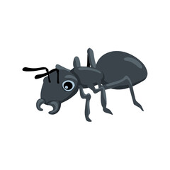 Ant