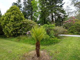 A young tree fern grows in a vibrant garden