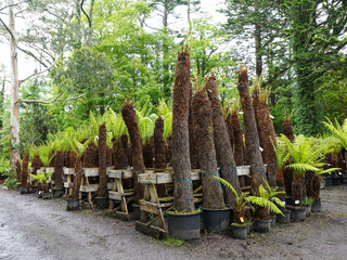 A collection of tree ferns in large pots, arranged for sale or transplanting