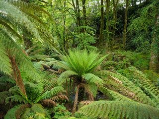 Lush ferns thrive beneath tall trees in a vibrant green forest