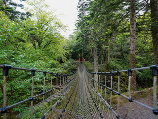 A rope bridge stretches through a dense forest, inviting passage into the greenery