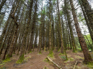 Tall pine trees rise close together, their trunks covered in moss, creating a dense, quiet forest