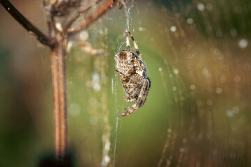 Side view orb weaver spider slithers down its web, waiting for prey. High-quality close-up photo.
