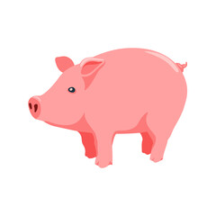 Pig