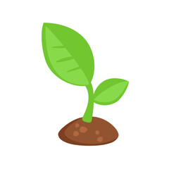 Seedling