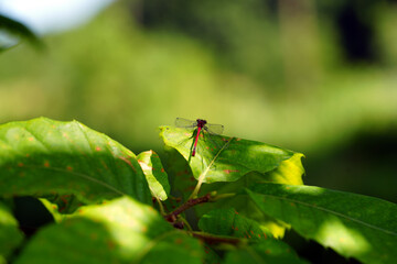 dragonfly on a leaf