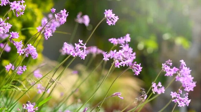 Society garlic flower, Tulbaghia Violacea blooming in a garden, close up. Violet flowers in mediterranean garden, slow motion 