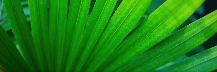 Single green palm leaf, vibrant texture, crisp detail , tropical leaf, nature, leaf