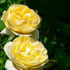 Two bright yellow Graham Thomas roses in full bloom surrounded by lush green foliage. The vibrant...