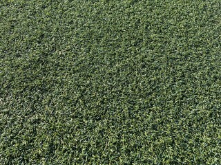 屋外の人工芝。接写。