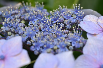 hydrangea macrophylla with lovely purple flowers