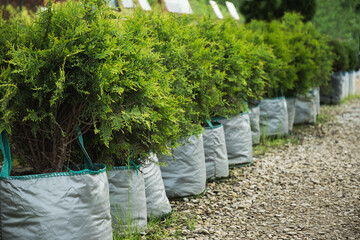 Dense big spruce trees in nursery with lush foliage in special pot for plant for sale. Outdoors....