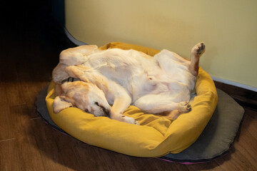 Relaxed pet in warm bed on wooden floor comfort.