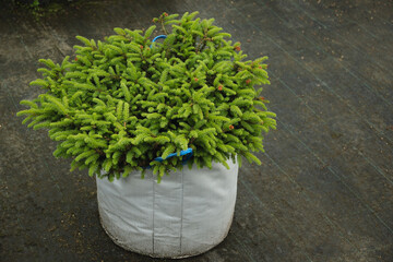Dense evergreen spruce tree in nursery with foliage in special pot for plant for sale. Outdoors....