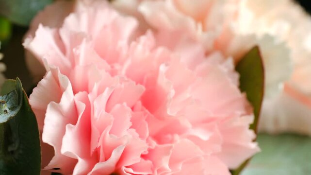 Delicate pink carnations displaying ruffled, soft hued petals in intimate close up, revealing intricate texture and gentle botanical elegance through nuanced floral details