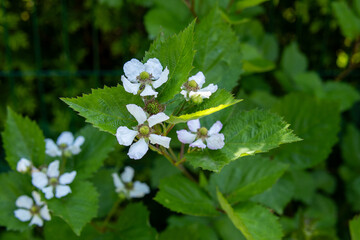 White wildflowers blooming on a green leafy plant in a natural garden setting.