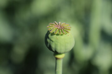 poppy seed head