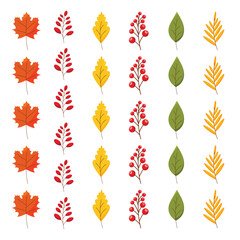 Obraz premium A set of vector stylized autumn leaves and berries, maple leaf, rowan branch, oak leaf.