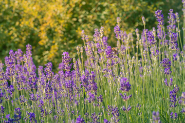 A close-up of a lavender field