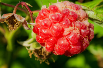 Close-up of an unpicked raspberry still on the bush