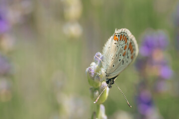 Fototapeta premium Close-up of a white butterfly perched on a lavender blossom