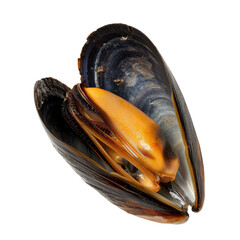 Close up view of fresh mussel shell, showcasing its glossy black exterior and vibrant orange flesh inside. image captures natural beauty and texture of shell, evoking sense of freshness