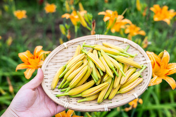 Picking fresh daylilies in summer