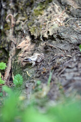 frog on the tree
