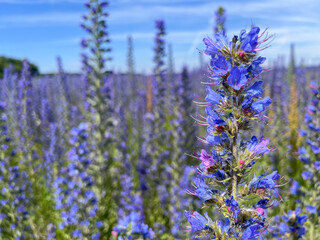 Obraz premium Meadow of Vipers Bugloss or Blueweed ,Echium vulgare, blossoms. Blue blooming flower, natural environment. Biennial plant, great for pollinators and agricultural fields.