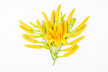 Fresh daylily on white background