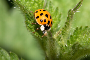 Close up of a UK British Ladybird or Ladybug Insect in the wild