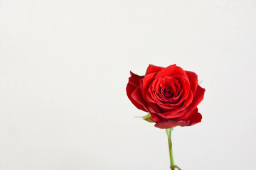 赤い薔薇