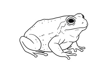 Desert rain frog drawing. It is a black and white outline image of a desert rain frog, known for its round body and distinctive features. Vector sketch line art draw.
