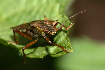 Close up of a Shield Bug Forest Insect on a leaf
